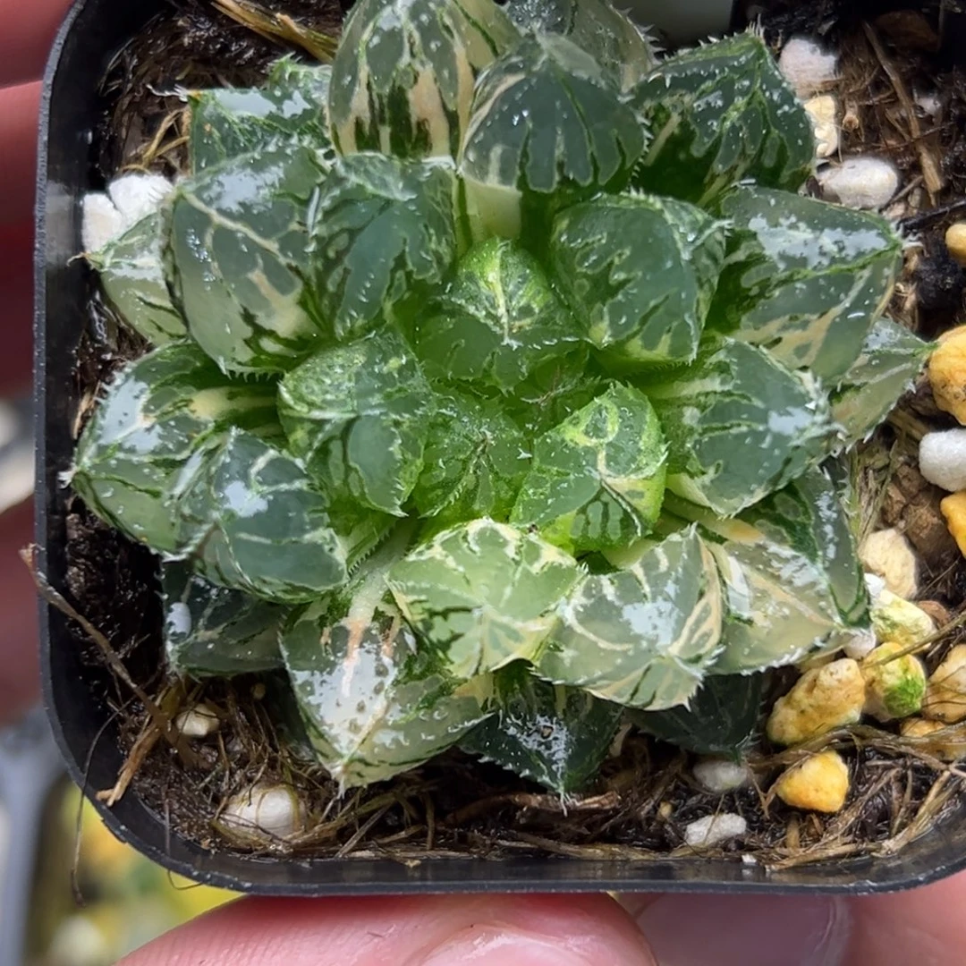 102大叶楼兰玉露锦