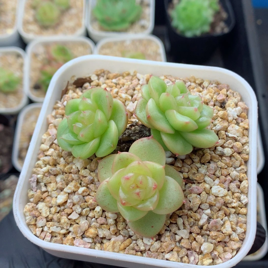 58包邮  群生不包整玉芷珍妮33