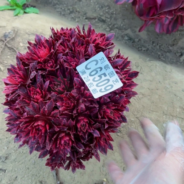 专****瓷6509多肉植物云雀法师法师
