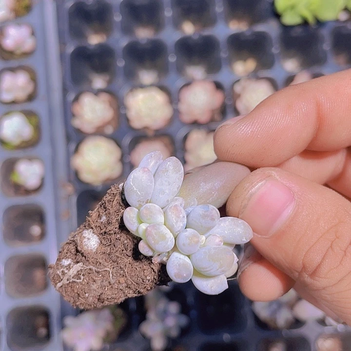 汤圆群【满10颗包邮】