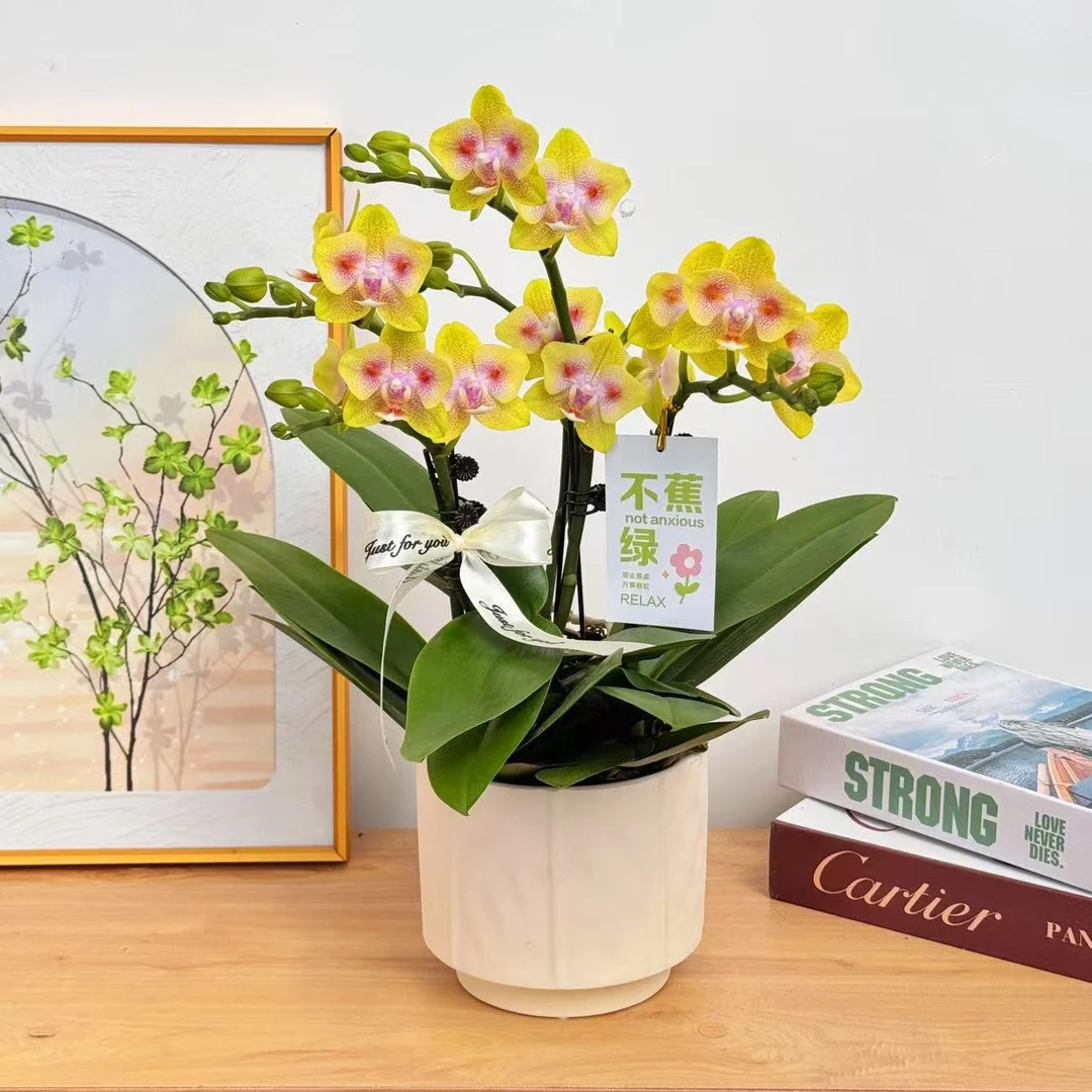 妗画【海绵宝宝】组盆室内蝴蝶兰花盆栽开花株 四季好养护绿植叶片