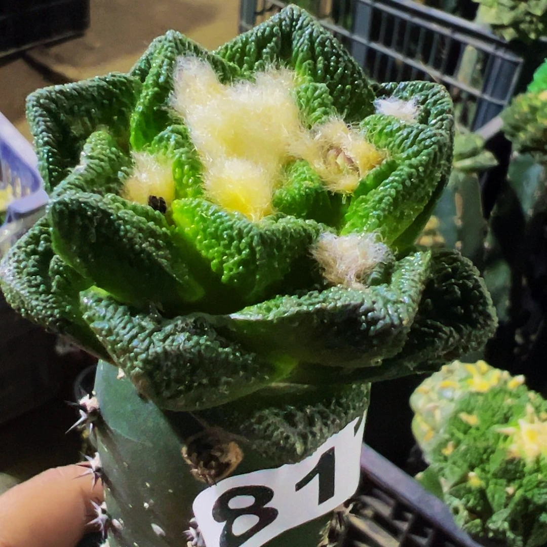 呆***仔无花朵福利勃氏辛顿牡丹817