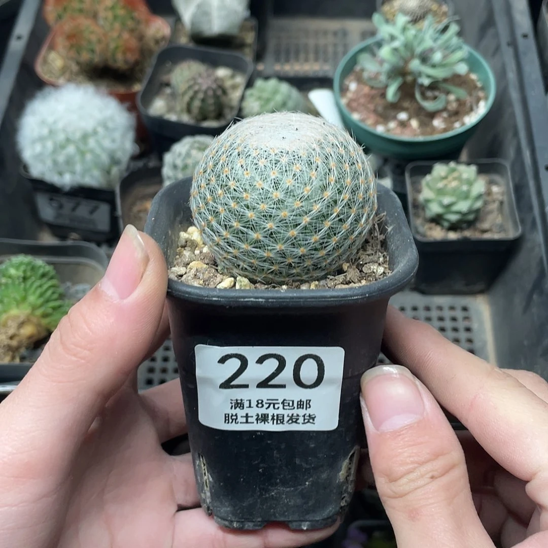 220白绢丸（满18包邮）