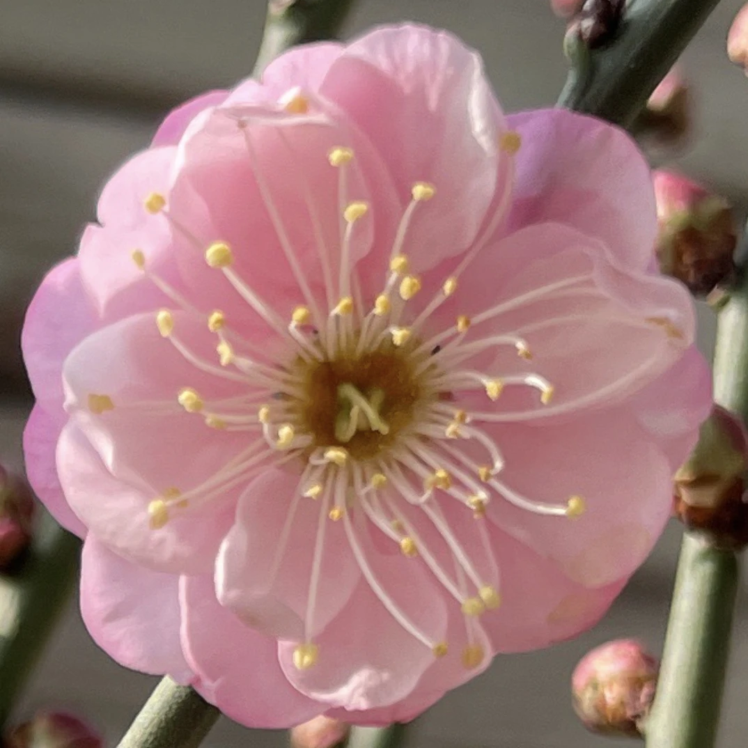 【直播专用】梅花海棠等花卉共用链接