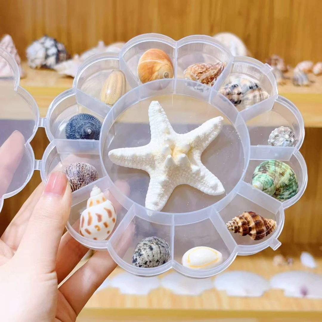 天然海螺贝壳海星标本礼盒装海洋生物科普幼儿园diy礼物寄居蟹壳
