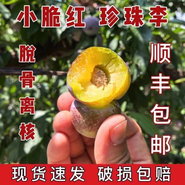 顺丰包邮四川雅安李子高山脆红李脱骨李脆甜李子净重五斤