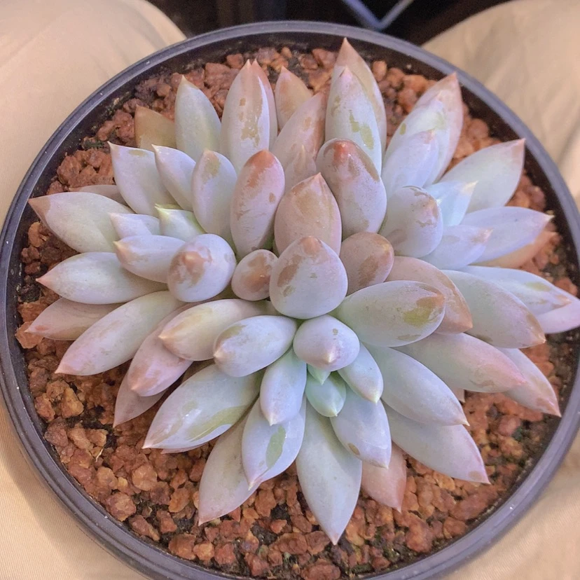 【闪购商品】彩虹哥特