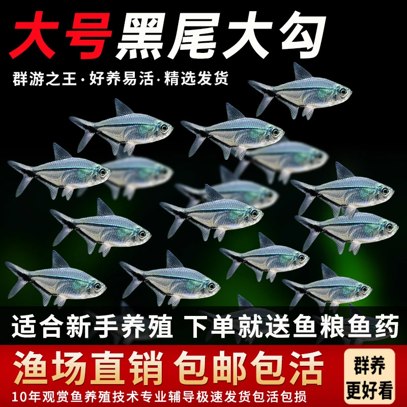 黑尾大勾观赏鱼群游鱼小型热带观赏鱼活体淡水好养耐活耐寒小鱼