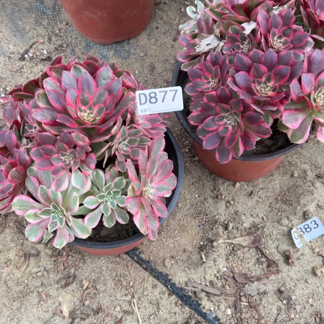 用***8877两颗组合多肉植物法师