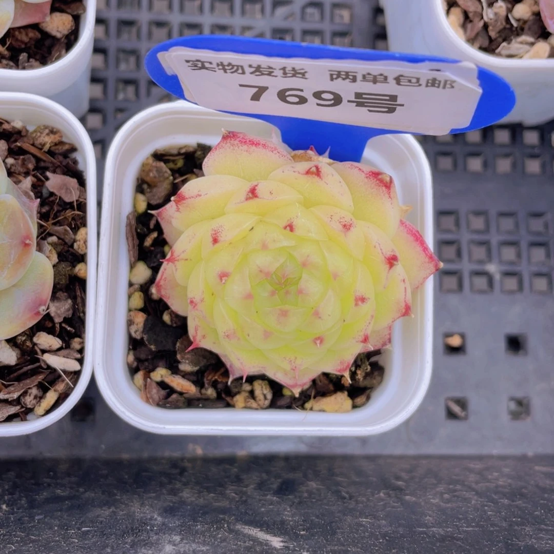 769号油透孤品麦秆一个