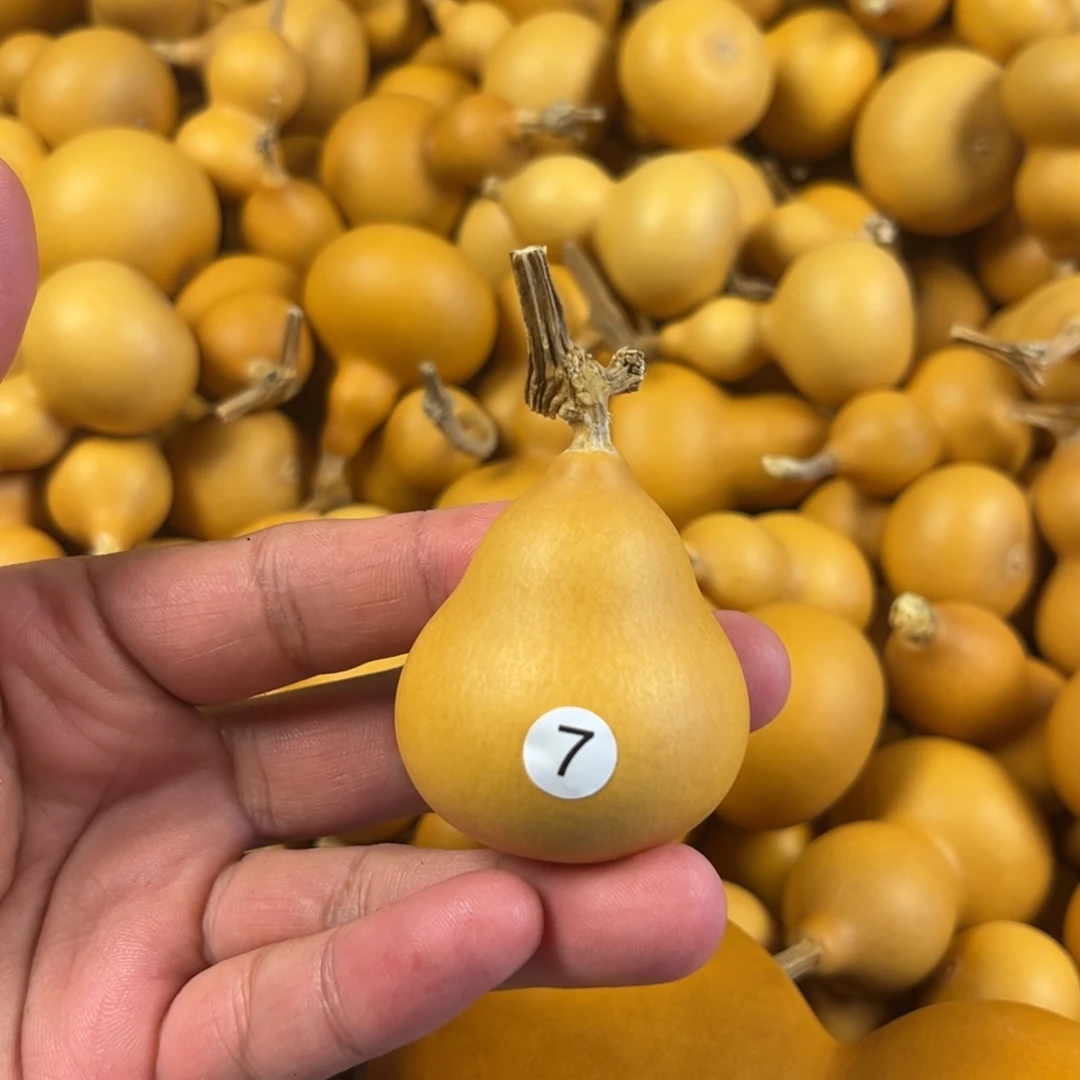 六葫芦葫芦葫芦葫芦7