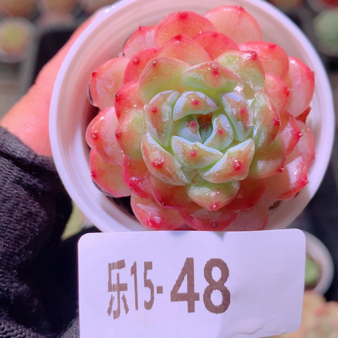 乐然15-48 雪颜玉