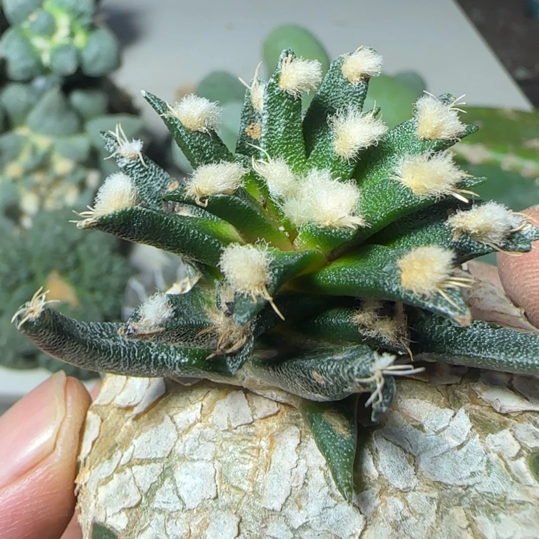 无花朵苗接龙蛇兰牡丹福利