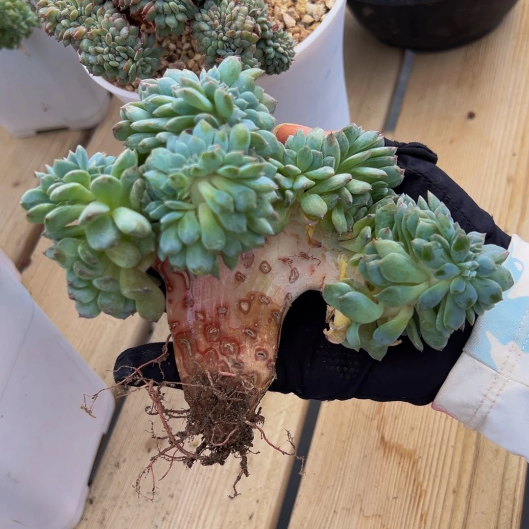 草莓冰沙琥珀缀化