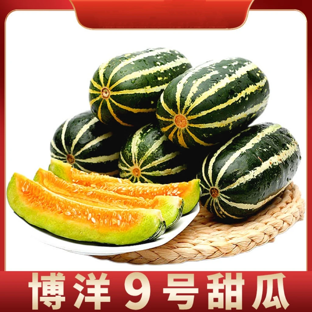 【现摘现发】山东头茬博洋9甜瓜新鲜水果脆甜多汁3斤装/4.5斤装