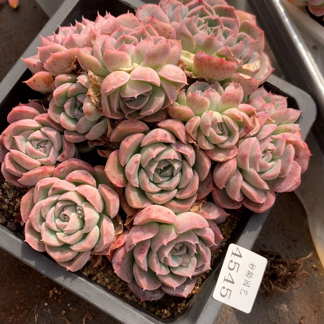 4545新年快乐发发发