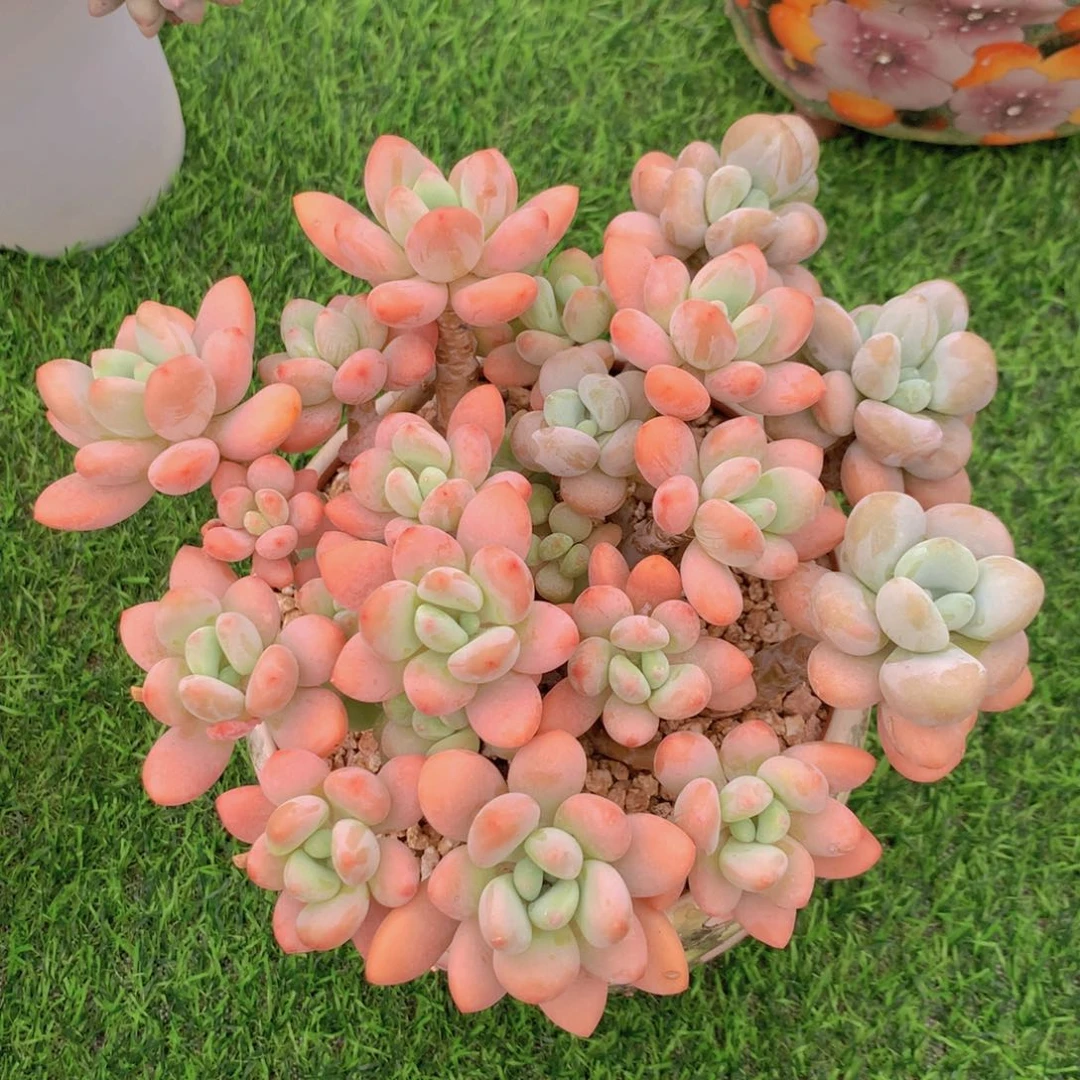 香水洛神 一物一拍
