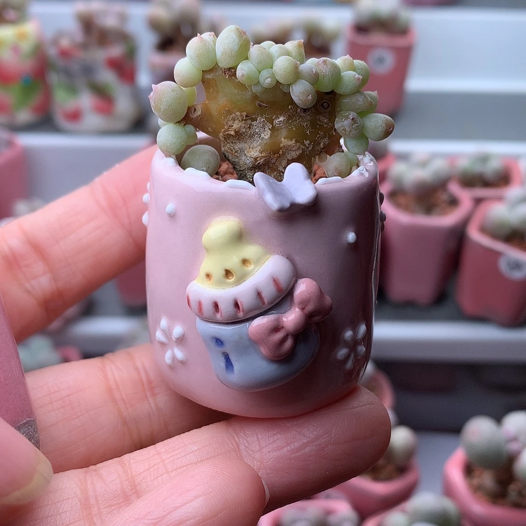 萤火虫奶酪带盆发货