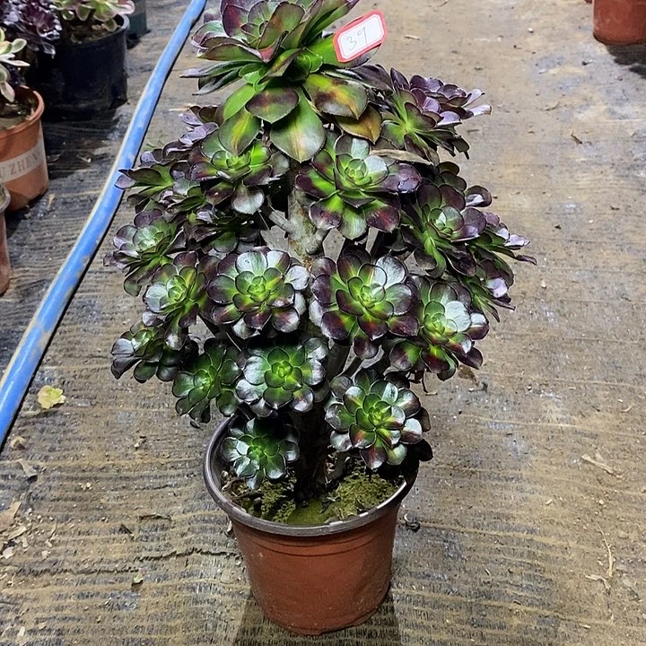 39，晚霞1356...14678900000