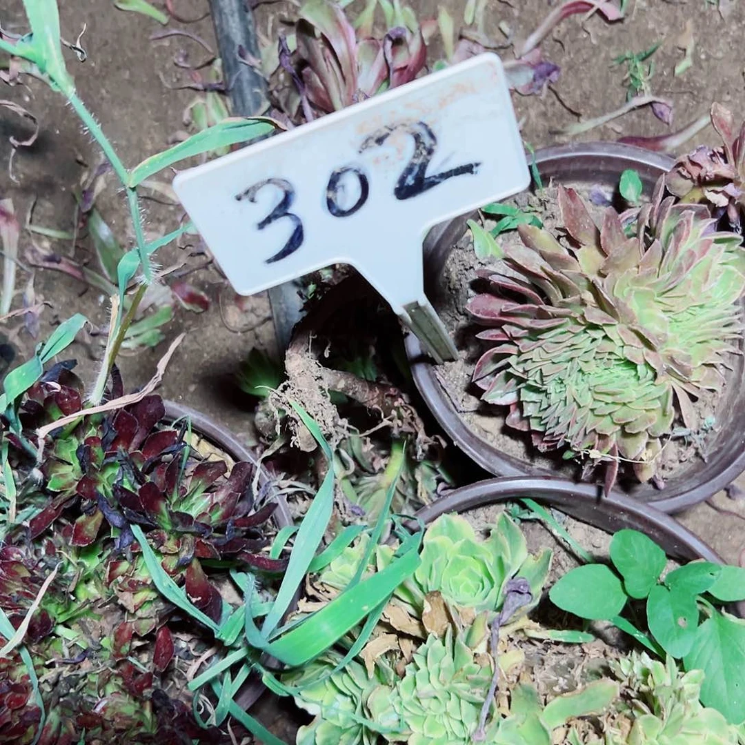 用***8多肉植物组合4个小