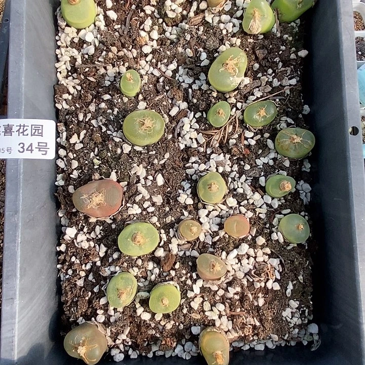 桃喜花园0205-34毛