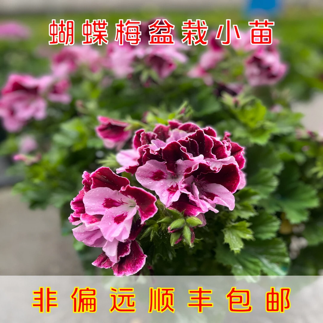 蝴蝶梅盆栽小苗大花天竺葵捡漏不售后