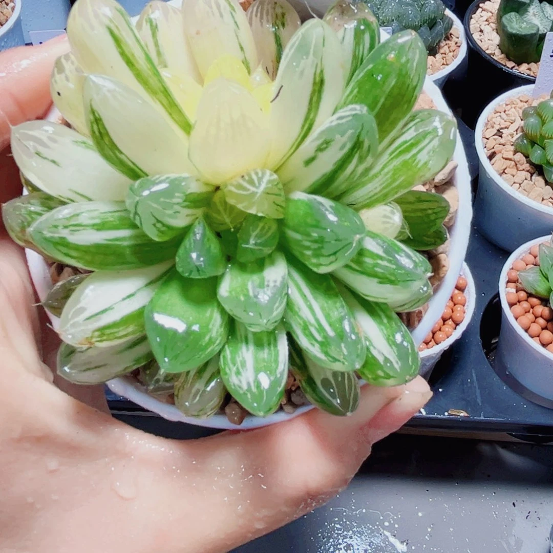 苏州玉露锦多肉植物66666