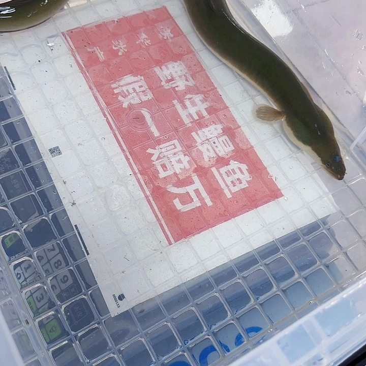 野生鳗鱼钓鳗一斤半多