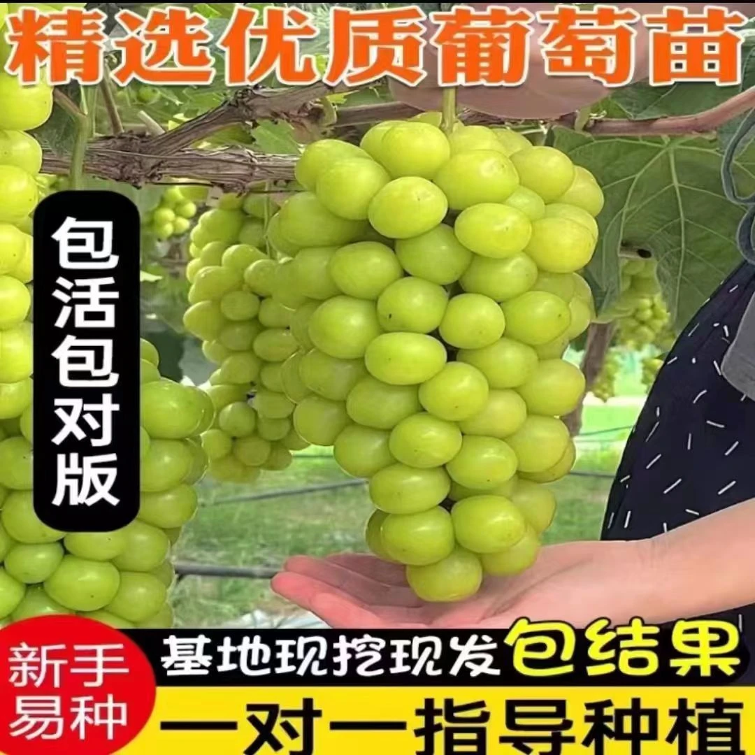 新品种葡萄树苗清地云南发货庭院阳台南北方种植包成活隔年结果