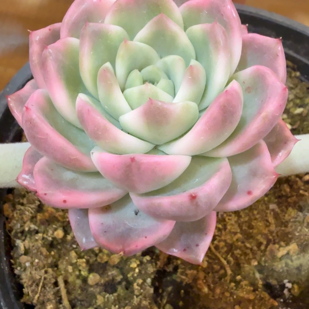 紫玲珑 安吉园艺锦