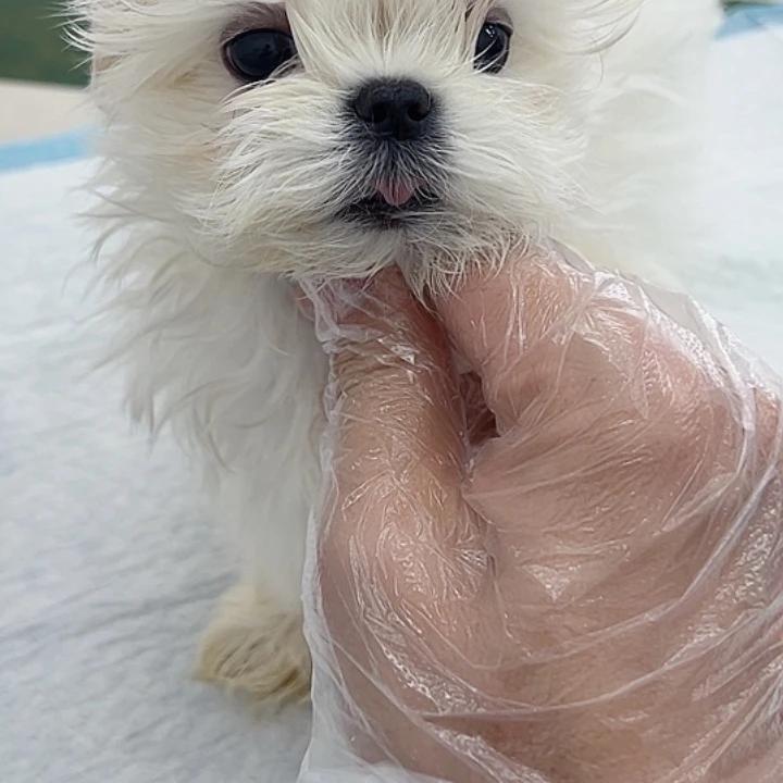 马尔济斯妹妹无瑕疵不含运