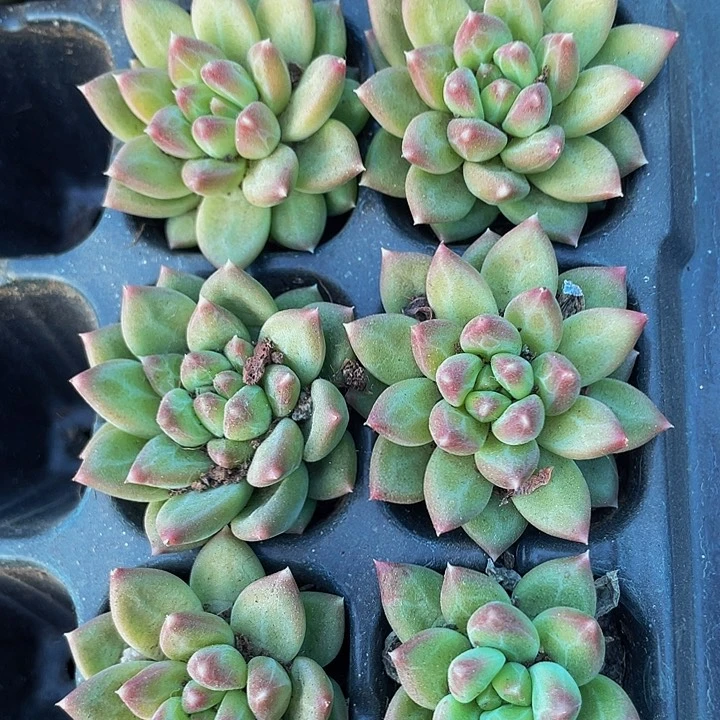 小甲骨文1.5带土发