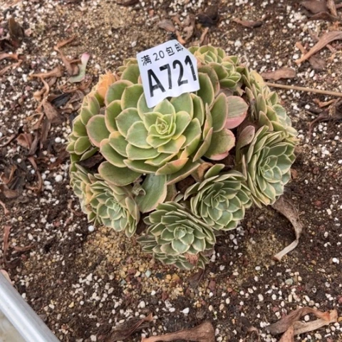 721粉花妖不包断枝