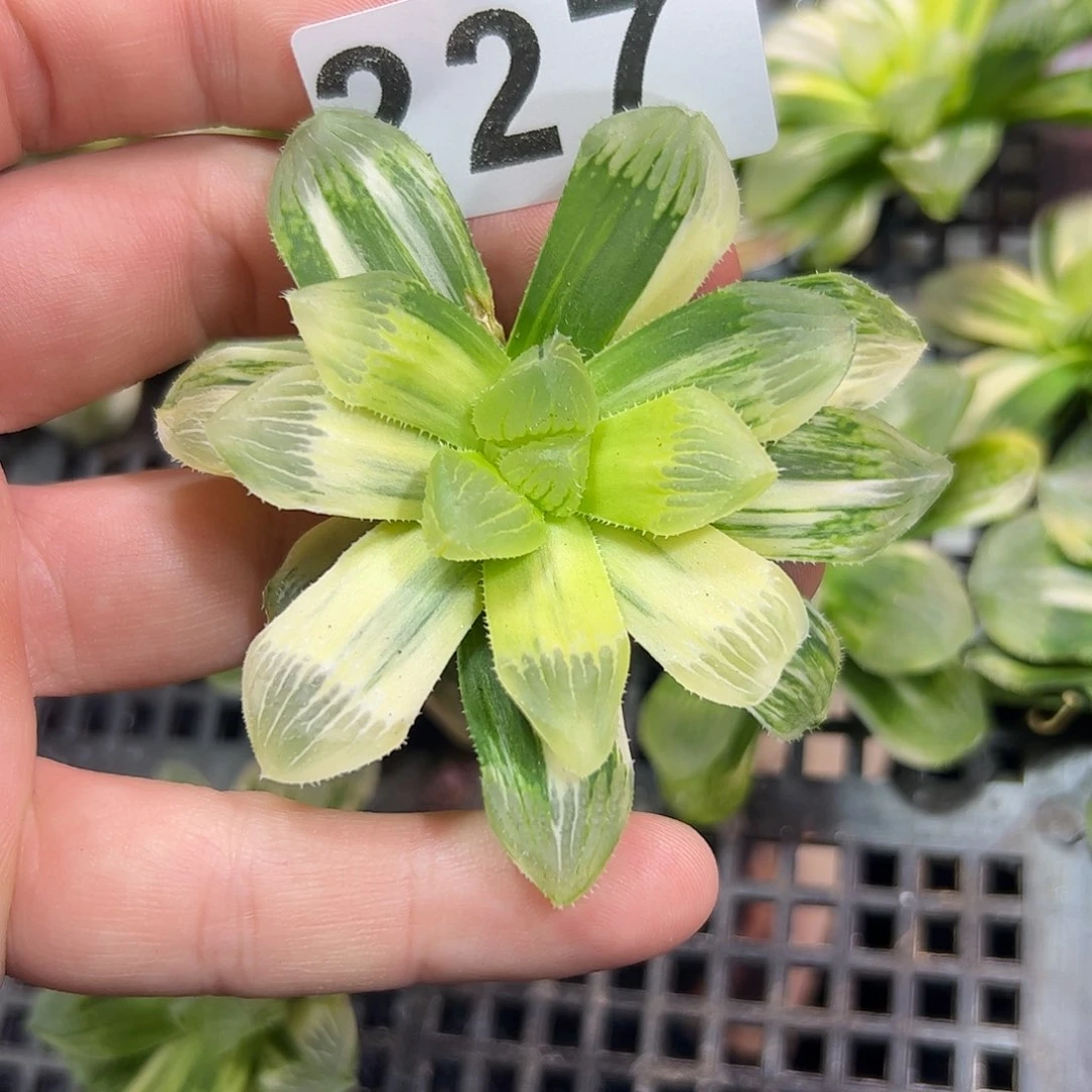 红红火火恍恍惚惚