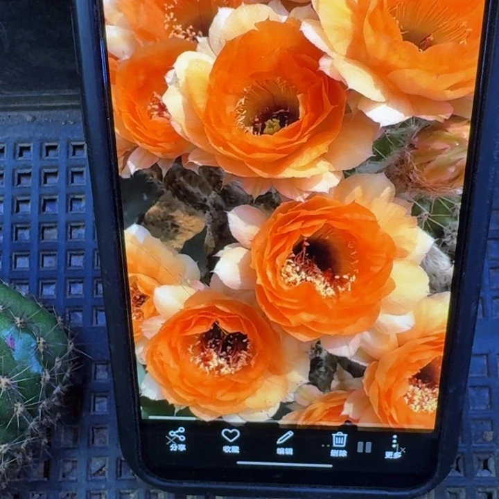 57彩草浪漫宝贝歪4公分左右斑，20包邮