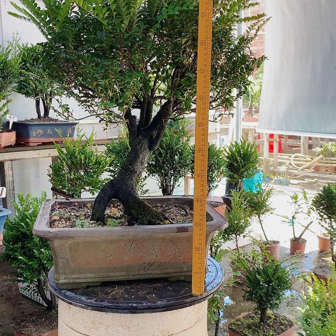 完全开放小叶紫檀盆景