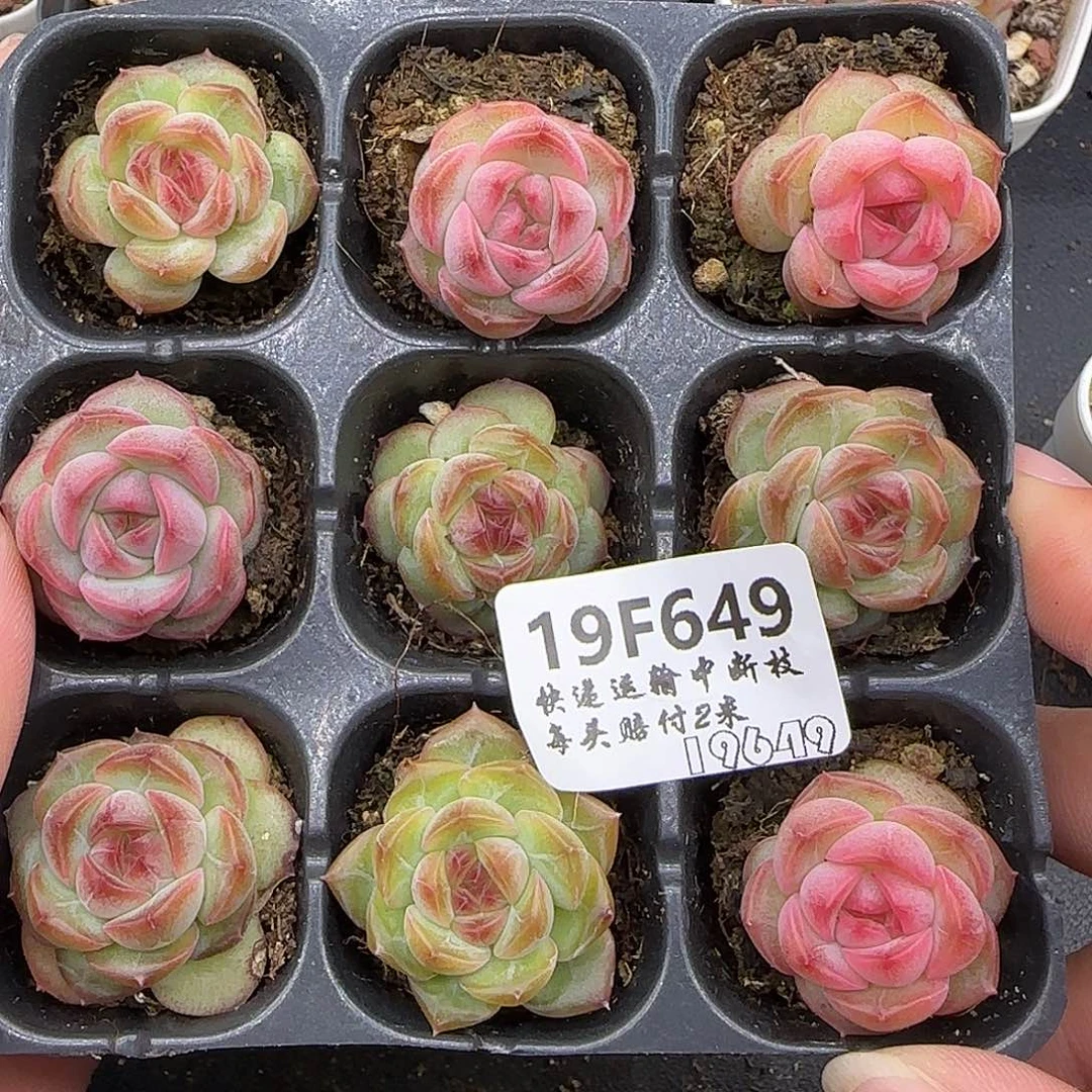 α***α649 【满29包邮非偏远】