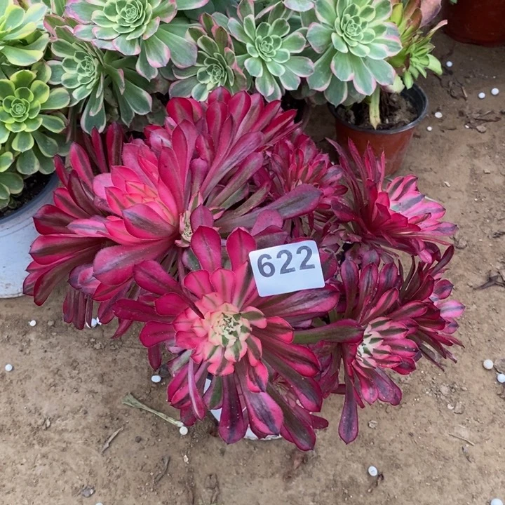 622铜壶白绣球多肉