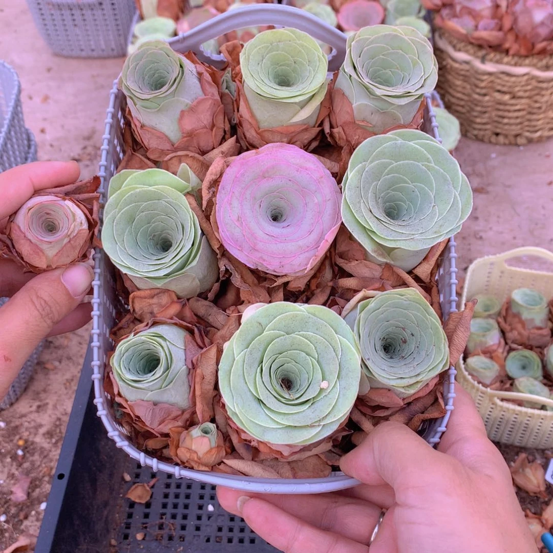 9颗大单头多送1颗量拍