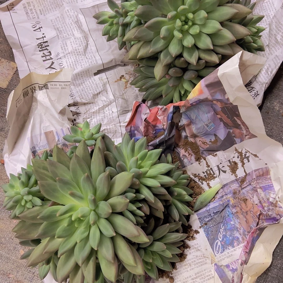 栋***栋水晶球多肉植物两颗