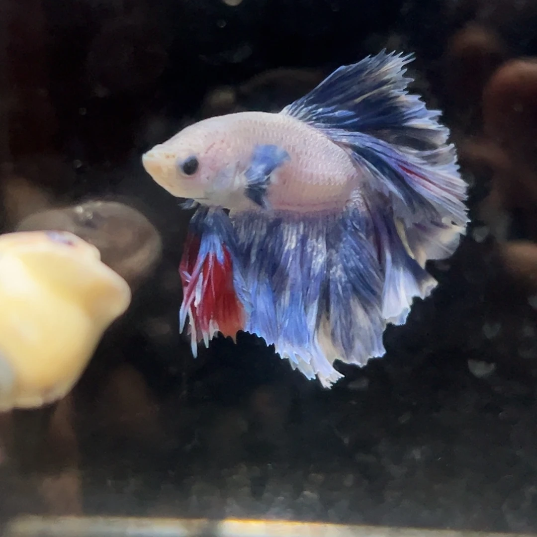 斗鱼26号特价星黛露