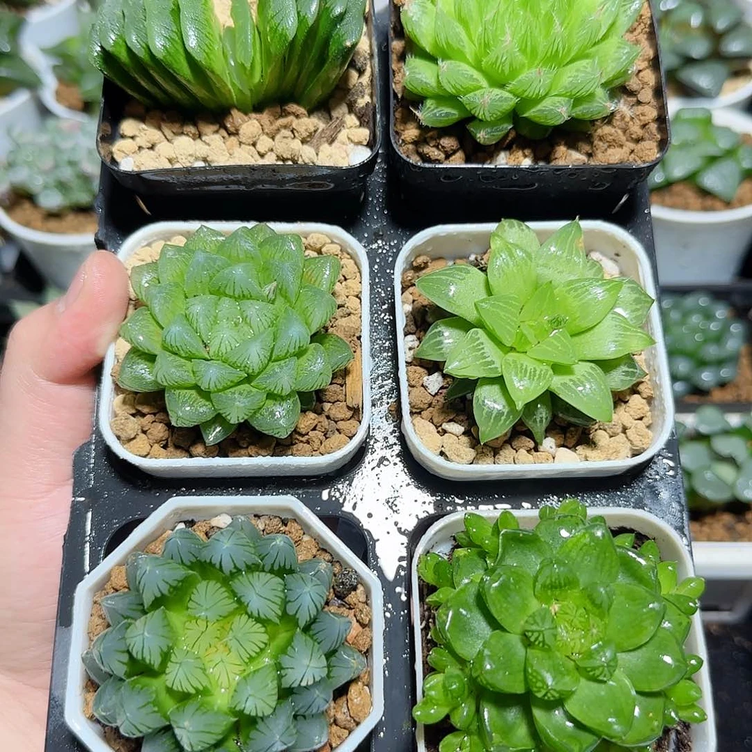 六颗福利原盆原土