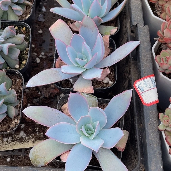 广寒宫2.8带盆土发