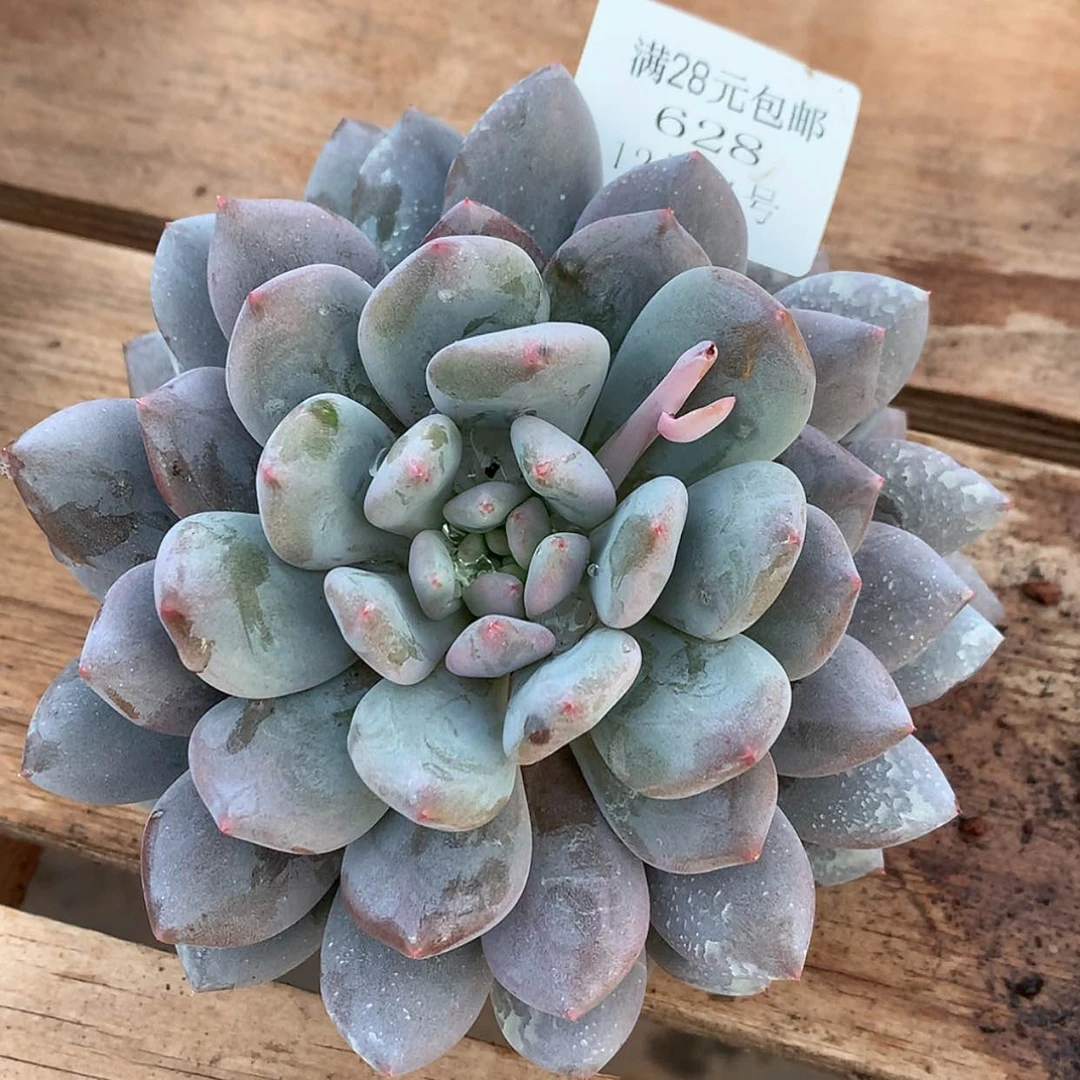 【闪购商品】云628号