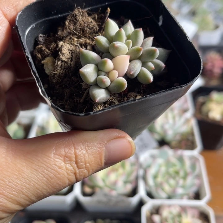 红蜻蜓锦多肉植物624