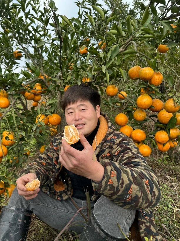 农村自家栽种耙耙柑