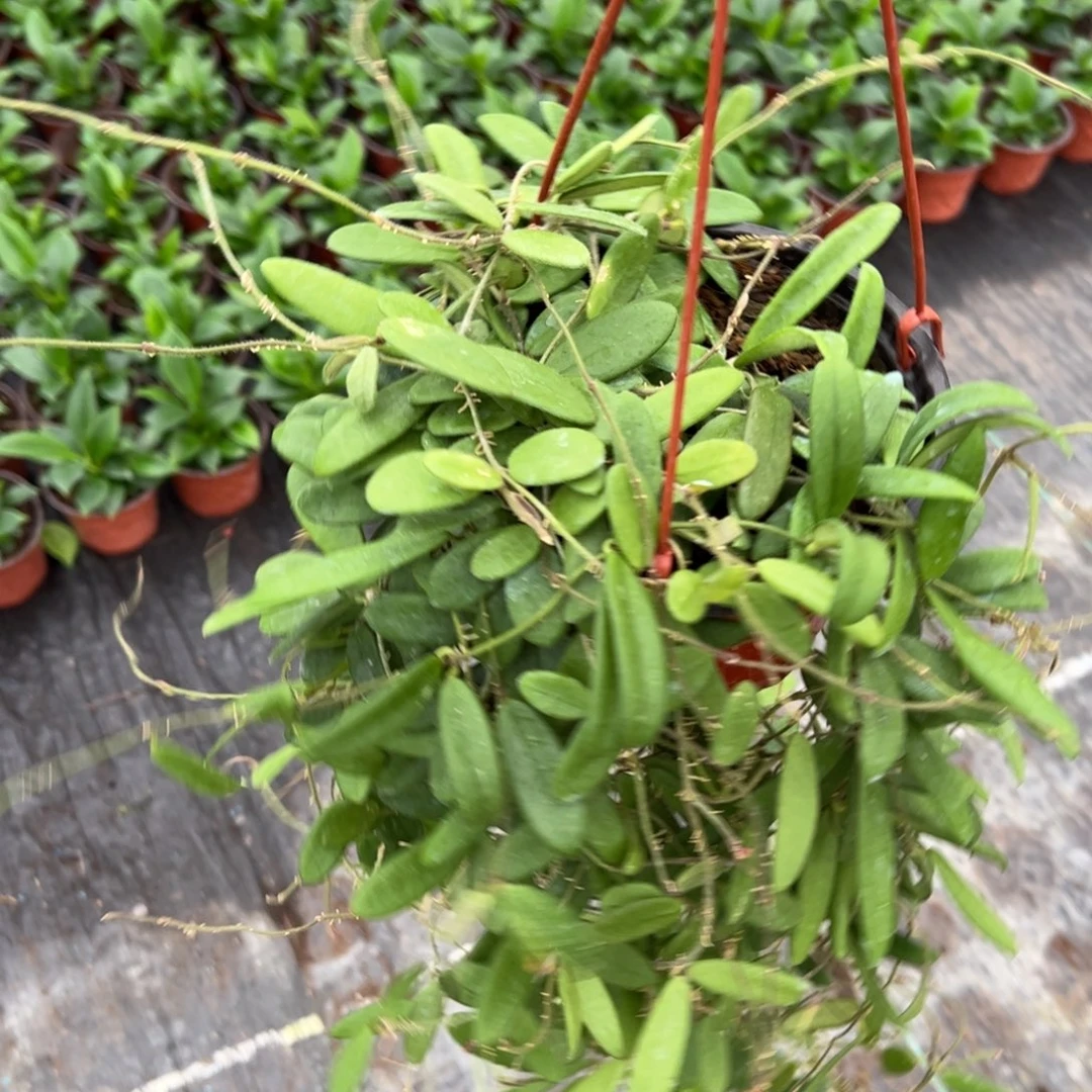 六***月无花朵2年大苗香花球兰 垂吊款