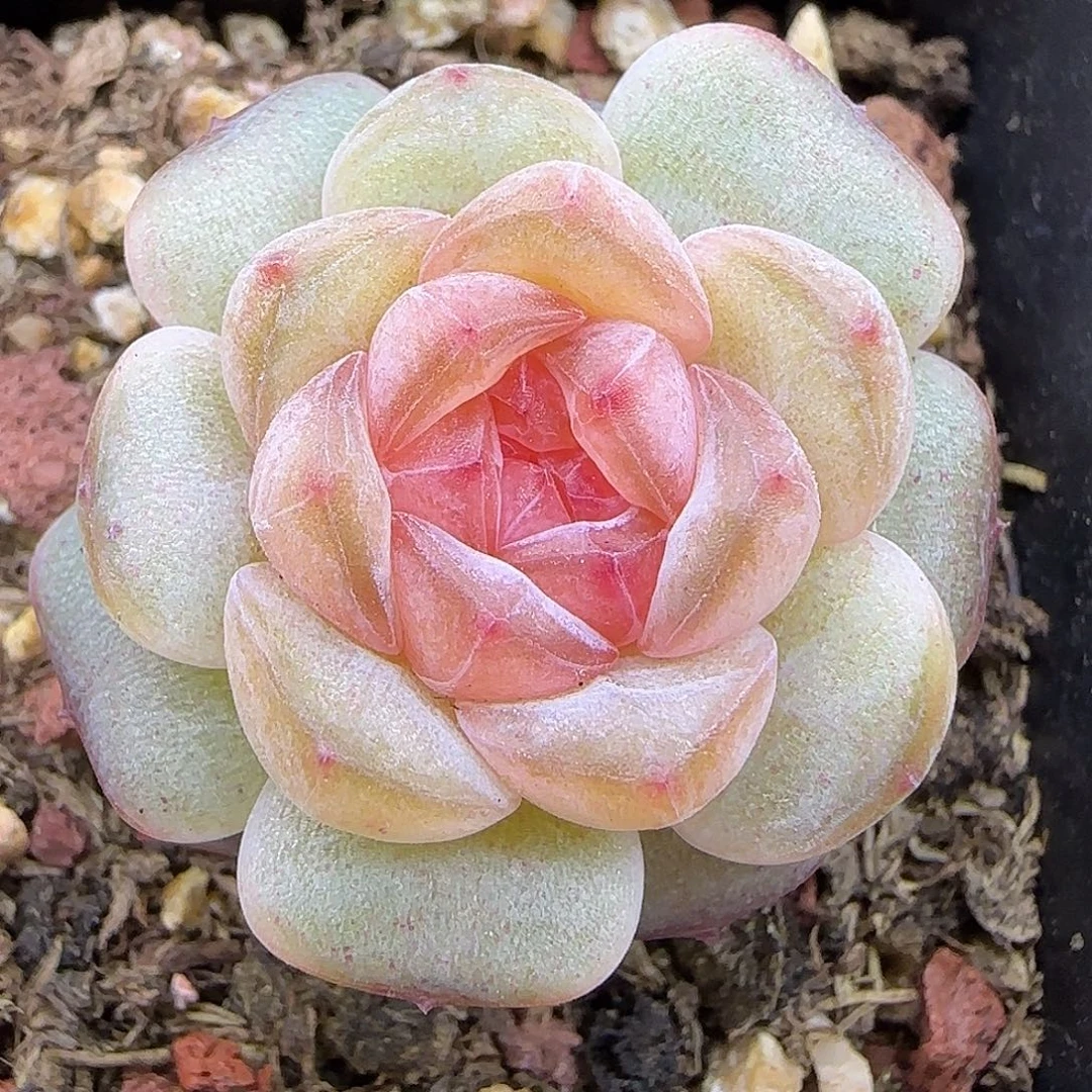 952 【满29包邮非偏远】3公分