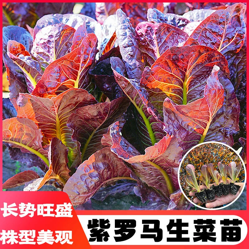 孔雀菜罗马直立生菜苗可生吃高营养带土发货阳台小院盆栽四季种植