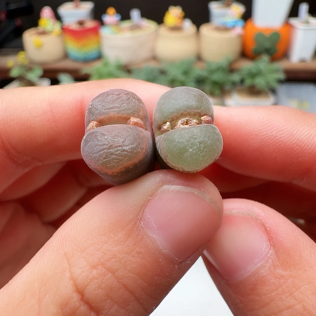 多肉植物福利肉锥赤焰美人327